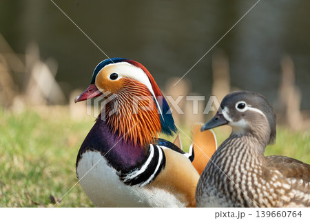 The mandarin duck or Aix galericulata in spring park The mandarin duck or Aix galericulata in spring park 139660764