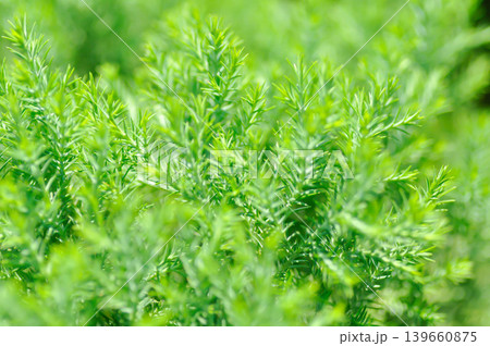 CUPRESSACEAE or Juniperus chinensis L Stricta Variegata, Juniperus chinensis Stricta or pine tree 139660875