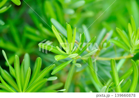 Podocarpus polystachyus, Sea Teak or Jati Laut or PODOCARPACEAE or pine 139660878