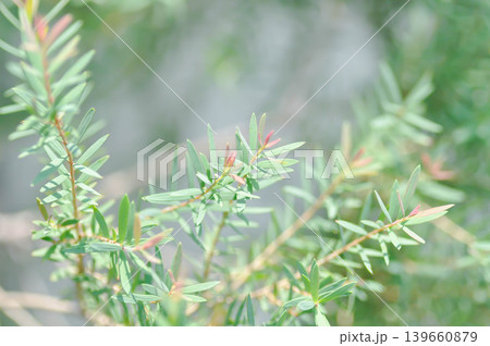 Juniperus sp, CUPRESSACEAE or pink plant Juniperus sp, CUPRESSACEAE or pink plant 139660879