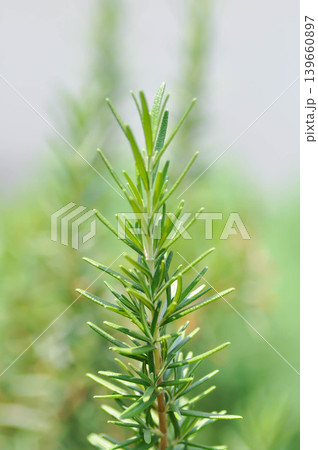 rosemary, rosemary plant or Salvia rosmarinus Spenn or Rosmarinus officinalis L or Lamiaceae plant 139660897