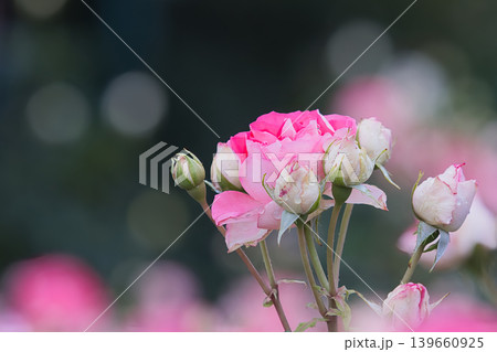 ピンク色の薔薇の花 139660925