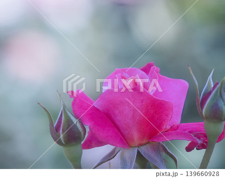 美しいバラの花 139660928