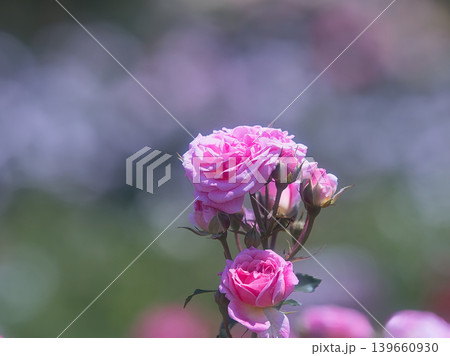 ピンク色の薔薇の花 139660930