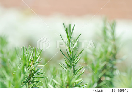 rosemary, rosemary plant or Salvia rosmarinus Spenn or Rosmarinus officinalis L or Lamiaceae plant rosemary, rosemary plant or Salvia rosmarinus Spenn or Rosmarinus officinalis L or Lamiaceae plant 139660947