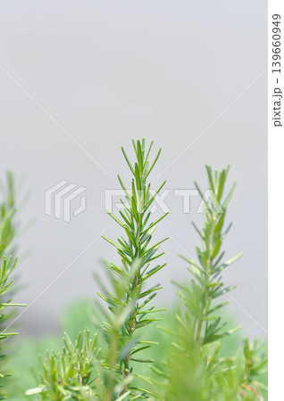 rosemary, rosemary plant or Salvia rosmarinus Spenn or Rosmarinus officinalis L or Lamiaceae plant rosemary, rosemary plant or Salvia rosmarinus Spenn or Rosmarinus officinalis L or Lamiaceae plant 139660949