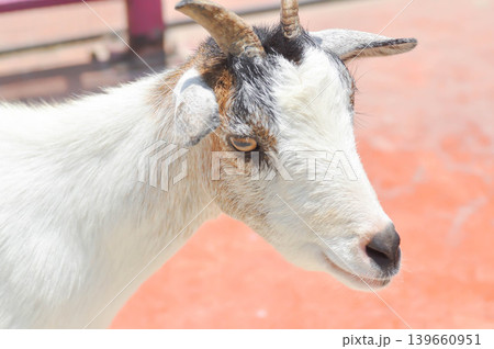 Miniature Goat, Pygmy Goat or Mini Pygmy Goat or little goat 139660951