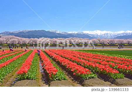 春の三重奏　桜とチューリップと北アルプス　富山県朝日町 139661133