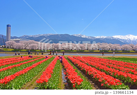 春の三重奏　桜とチューリップと北アルプス　富山県朝日町 139661134
