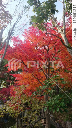 晴れた日の空と紅葉 晴れた日の空と紅葉 139661215