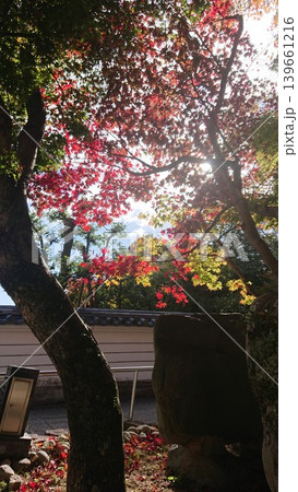 日差しに透けるもみじの風景 139661216