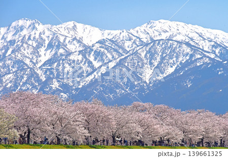 あさひ舟川べりの桜と北アルプス　富山　朝日町　 139661325