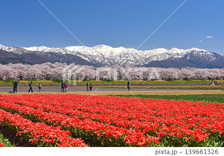 春の三重奏　桜とチューリップと北アルプス　富山県朝日町 139661326