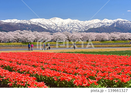 春の三重奏 桜とチューリップと北アルプス 富山県朝日町 春の三重奏 桜とチューリップと北アルプス 富山県朝日町 139661327