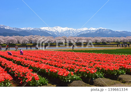春の三重奏 桜とチューリップと北アルプス 富山県朝日町 春の三重奏 桜とチューリップと北アルプス 富山県朝日町 139661334