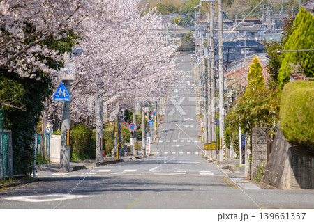 満開の桜並木が続く住宅街の坂道:日本の春を象徴する穏やかな通学路の風景 木津川市南加茂台 満開の桜並木が続く住宅街の坂道:日本の春を象徴する穏やかな通学路の風景 木津川市南加茂台 139661337