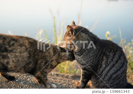 堤防で遊ぶとら猫とさび猫 堤防で遊ぶとら猫とさび猫 139661343