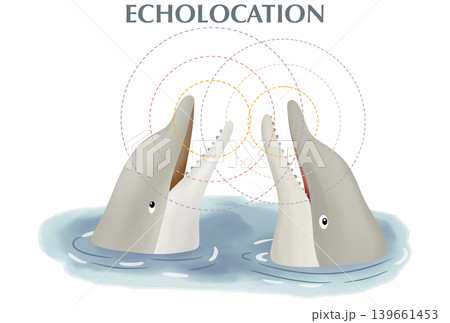 Two dolphins interacting using echolocation in the water. Science infographic illustration with sound waves showing marine mammal communication, biosonar, and animal social behavior Two dolphins interacting using echolocation in the water. Science infographic illustration with sound waves showing marine mammal communication, biosonar, and animal social behavior 139661453