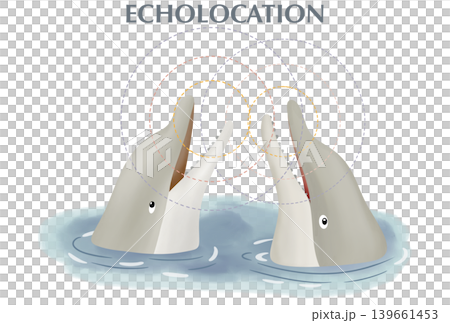 Two dolphins interacting using echolocation in the water. Science infographic illustration with sound waves showing marine mammal communication, biosonar, and animal social behavior Two dolphins interacting using echolocation in the water. Science infographic illustration with sound waves showing marine mammal communication, biosonar, and animal social behavior 139661453
