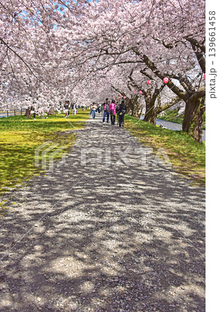 あさひ舟川べりの桜並木　富山　朝日町　 139661458