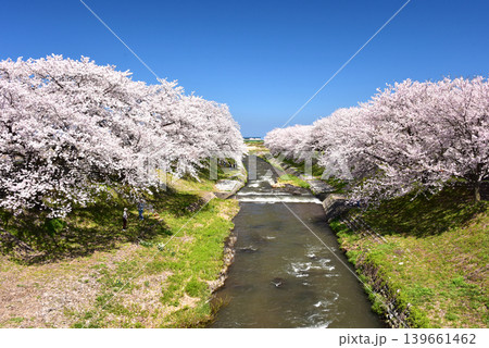 あさひ舟川べりの桜並木　富山　朝日町　 139661462