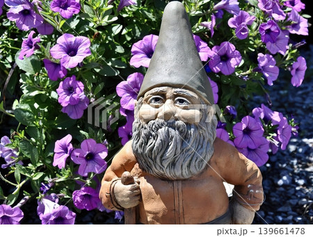 Garden gnome statue among purple flowers in a sunny yard Garden gnome statue among purple flowers in a sunny yard 139661478