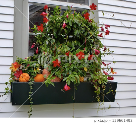 Flowering pink and red geraniums in a window box on house Flowering pink and red geraniums in a window box on house 139661492