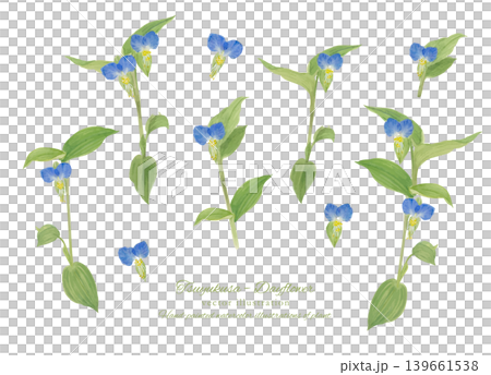 Watercolor vector illustration of a dayflower. Watercolor vector illustration of a dayflower. 139661538