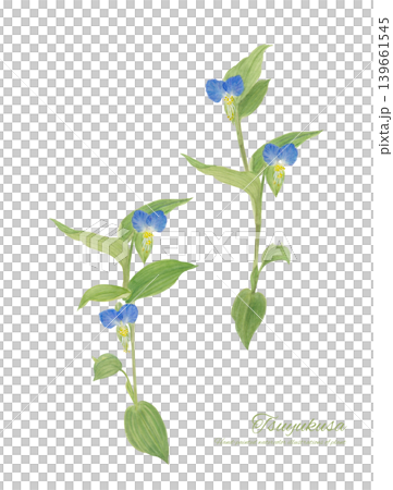 Watercolor illustration of a dayflower 139661545