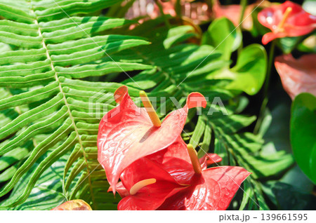Anthurium sp, Flamingo Flower, Tailflower or Anthurium or ARACEAE or red flower 139661595