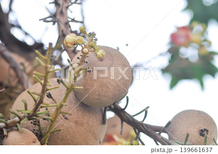 Couroupita guianensis, Dipterocarpaceae or Religiosa or Sakhuwan or Sal or Sal of India or Sal Tree or Sala or Shal or Shorea robusta with fruit and flower Couroupita guianensis, Dipterocarpaceae or Religiosa or Sakhuwan or Sal or Sal of India or Sal Tree or Sala or Shal or Shorea robusta with fruit and flower 139661637
