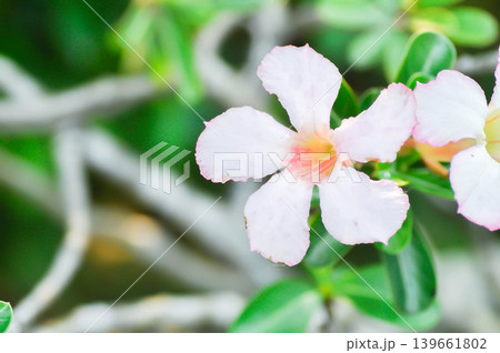 Desert rose, APOCYACEAE or Adenium obesum or Mock Azalea or Pink bignonia or Impala lily or white and pink flower 139661802