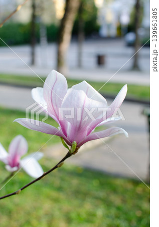 A blooming magnolia tree with soft light pink petals, branches covered in delicate blossoms, set against a natural outdoor background. The image conveys elegance, freshness, and springtime beauty. A blooming magnolia tree with soft light pink petals, branches covered in delicate blossoms, set against a natural outdoor background. The image conveys elegance, freshness, and springtime beauty. 139661805