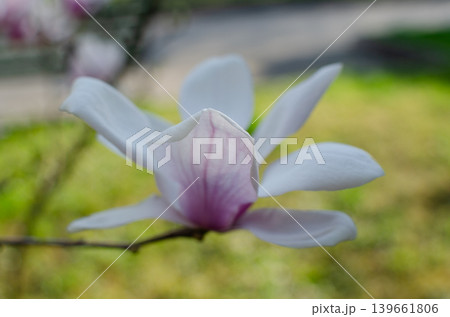 A blooming magnolia tree with soft light pink petals, branches covered in delicate blossoms, set against a natural outdoor background. The image conveys elegance, freshness, and springtime beauty. A blooming magnolia tree with soft light pink petals, branches covered in delicate blossoms, set against a natural outdoor background. The image conveys elegance, freshness, and springtime beauty. 139661806