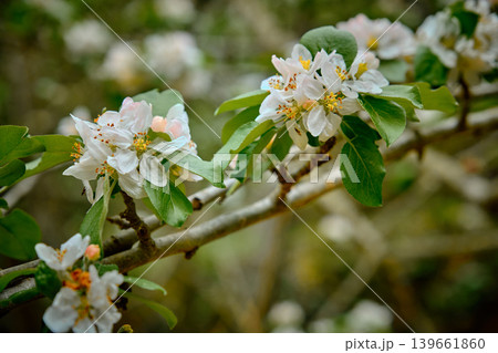 close-up of a branch with white cherry blossoms close-up of a branch with white cherry blossoms 139661860