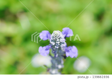 salvia blue giant or Blue Salvia, Mealy Cap Sage or Salvia farinacea Benth or Salvia farinacea or Salvia sp or Lamiaceae or purple flower salvia blue giant or Blue Salvia, Mealy Cap Sage or Salvia farinacea Benth or Salvia farinacea or Salvia sp or Lamiaceae or purple flower 139661936