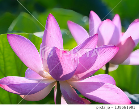美しい蓮の花 139661993