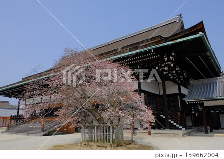 紫宸殿と左近の桜 紫宸殿と左近の桜 139662004