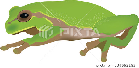 Green tree frog crouching on white background 139662183