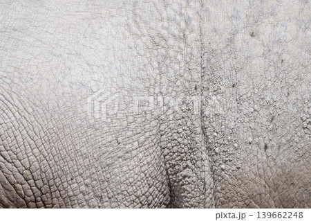 Rhino Skin Structure Background 139662248