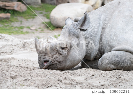 White Rhinoceros Resting on Sand 139662251