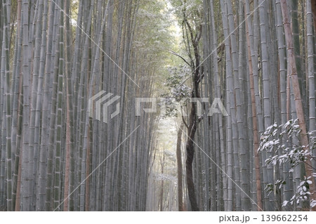 雪の竹の小径と竹垣穂 雪の竹の小径と竹垣穂 139662254