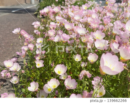 道端に咲く季節の花　ヒルザキツキミソウ群生 139662266