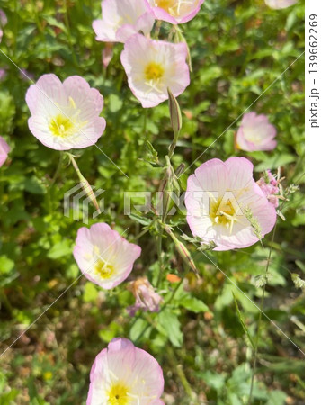 ヒルザキツキミソウ寄り　背景や花言葉に使える縦画像 139662269