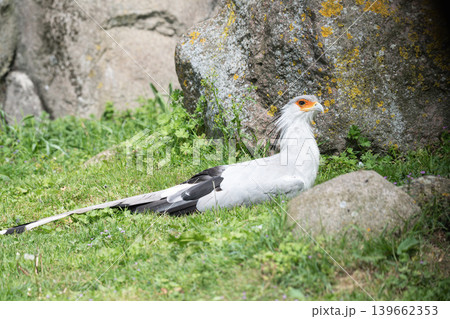 Secretary Bird Resting on Grass Secretary Bird Resting on Grass 139662353