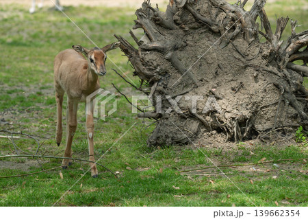 Young Antelope Walking Near Tree Root Young Antelope Walking Near Tree Root 139662354