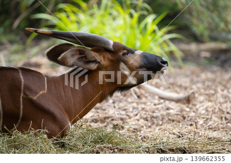 Bongo Antelope Resting on Hay Bongo Antelope Resting on Hay 139662355