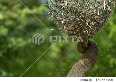 Elephant Trunk Reaching for Hay Elephant Trunk Reaching for Hay 139662396