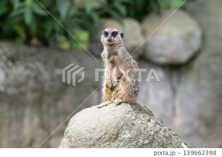 Meerkat sitting on a large rock in a natural habitat Meerkat sitting on a large rock in a natural habitat 139662398