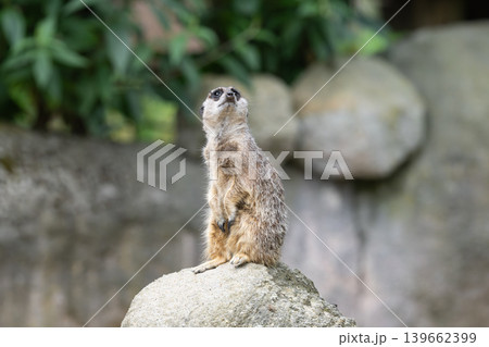 Meerkat sitting on a large rock in a natural habitat Meerkat sitting on a large rock in a natural habitat 139662399